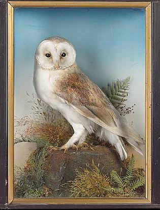 casedbarnowl[2].JPG